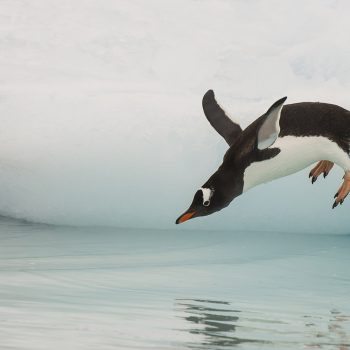 Antarctica Penguin Destination