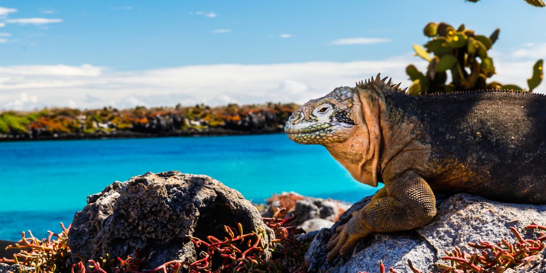 Galapagos Western Itinerary