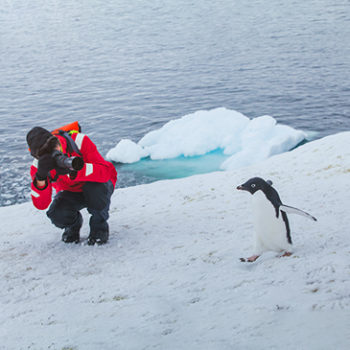 Antarctica Penguin Photograpghy