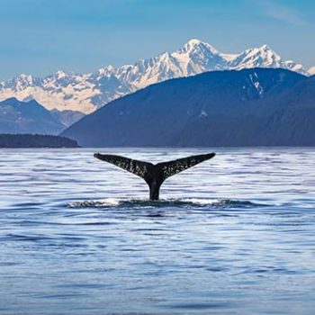 Whale Arctic Norway