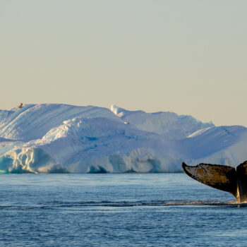 Antarctica Test Proof Image II