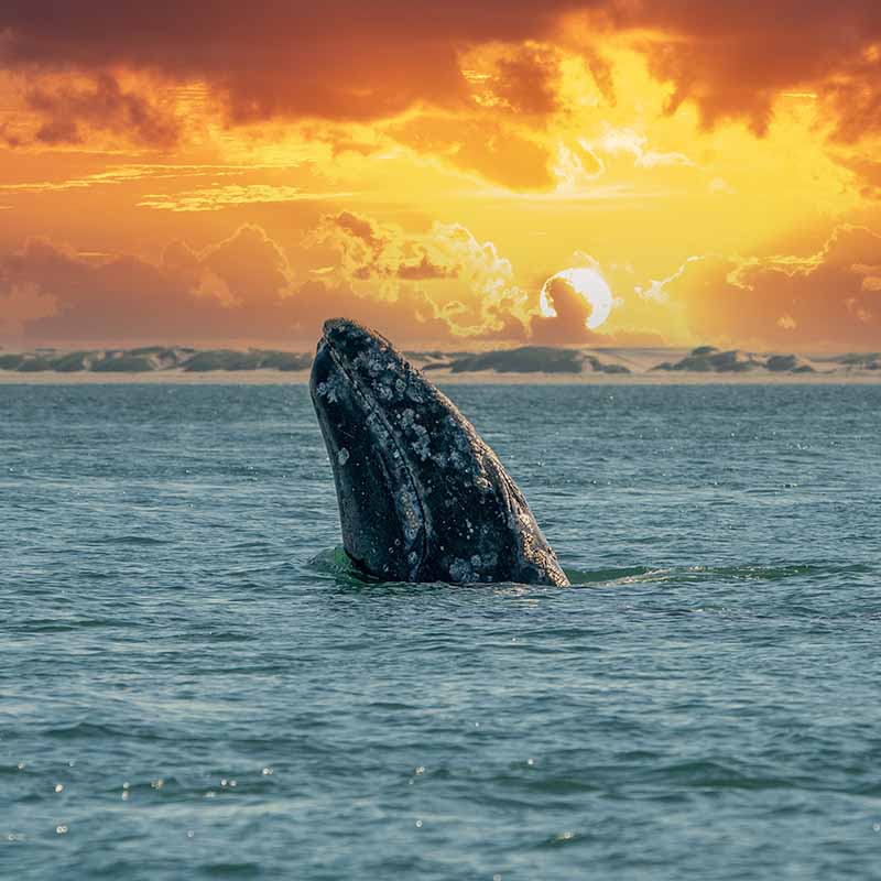 Whale Watching in the Valdés Peninsula