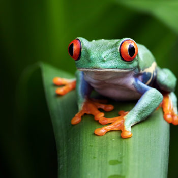 Costa Rica Red Eye Frog_2466803929