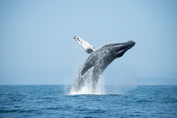 Humpback Whale in the water