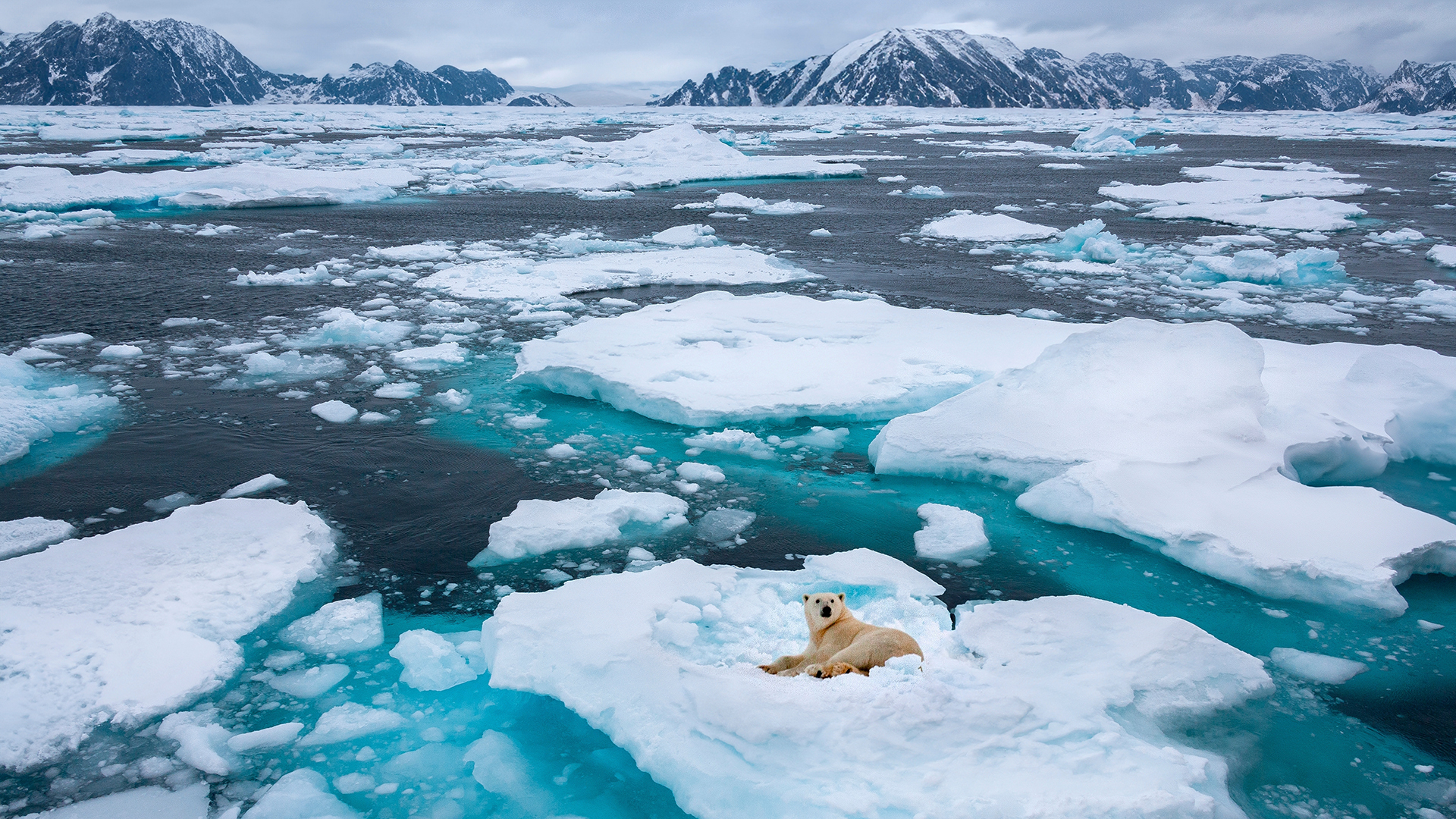 Wilds of the High Arctic – Longyearbyen Roundtrip 10th July 2025